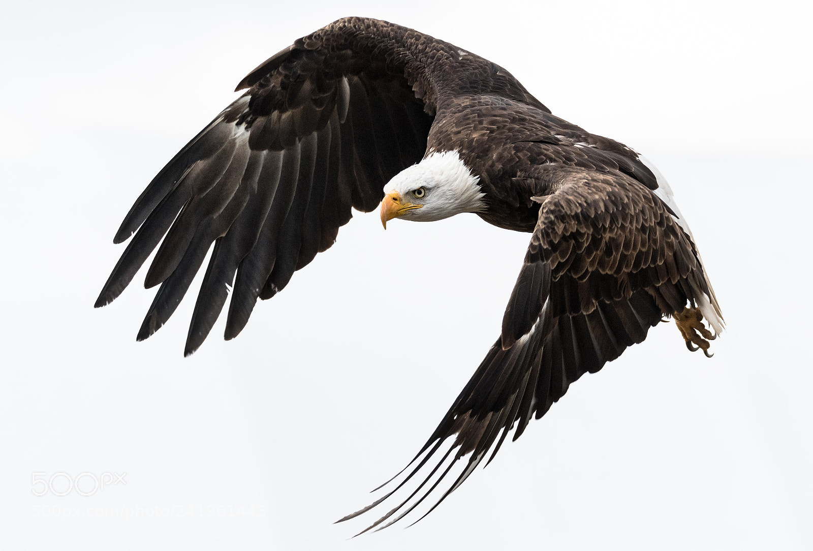 Nikon D500 sample photo. Bald eagle in flight photography
