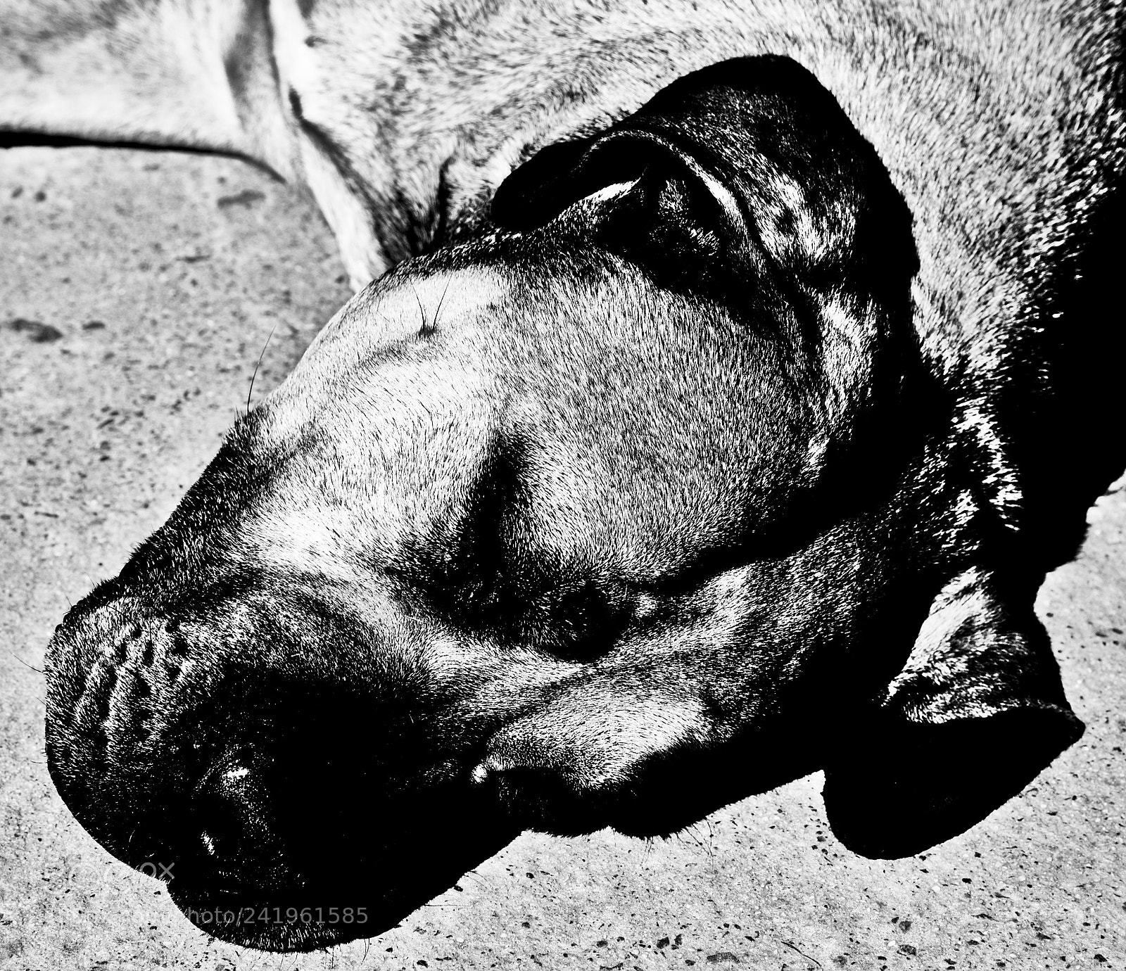Canon EOS 6D + Canon EF 24-105mm F4L IS USM sample photo. A big dog photography