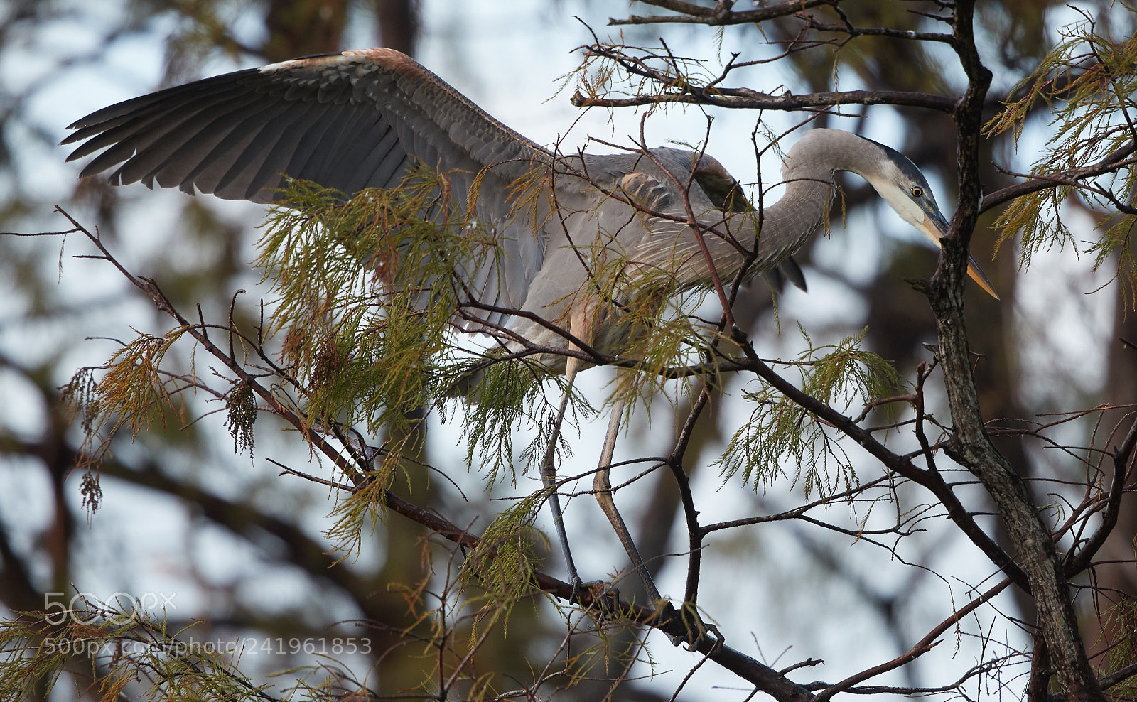 Canon EOS-1D X Mark II sample photo. 01-09-18-8676.jpg photography