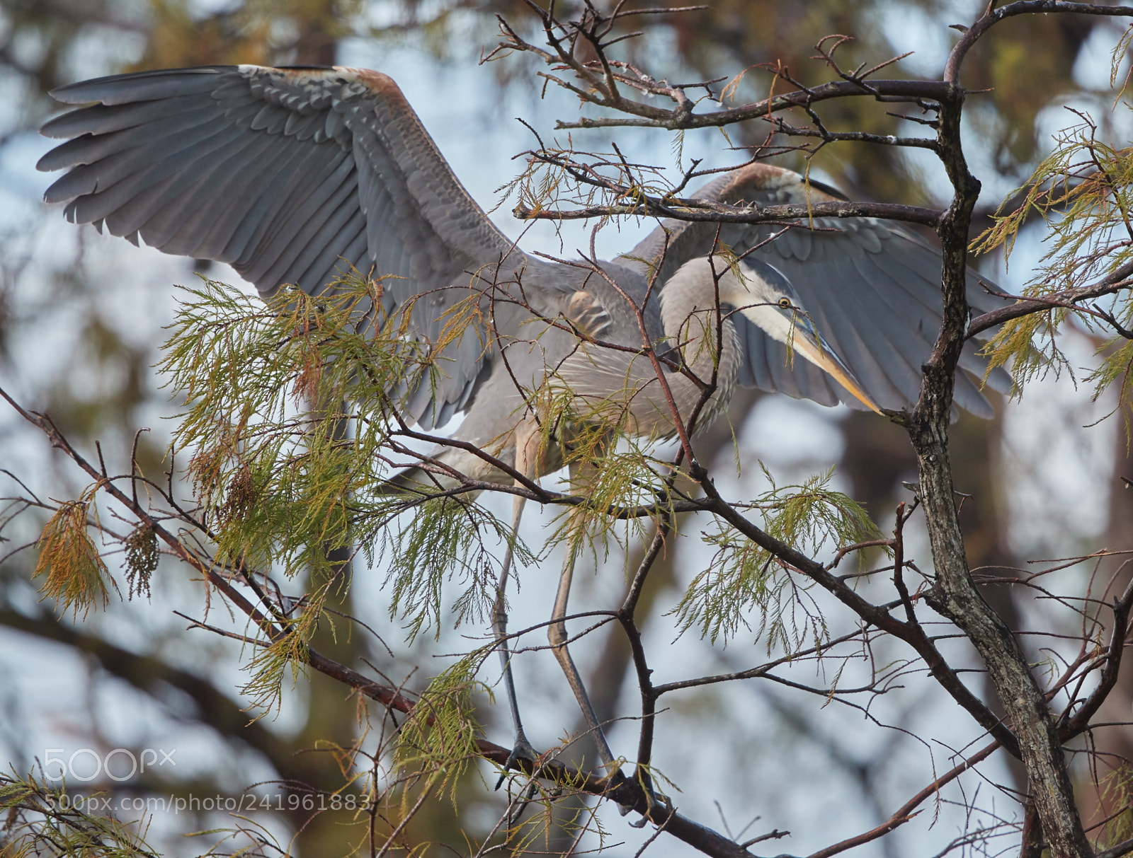 Canon EOS-1D X Mark II sample photo. 01-09-18-8678.jpg photography