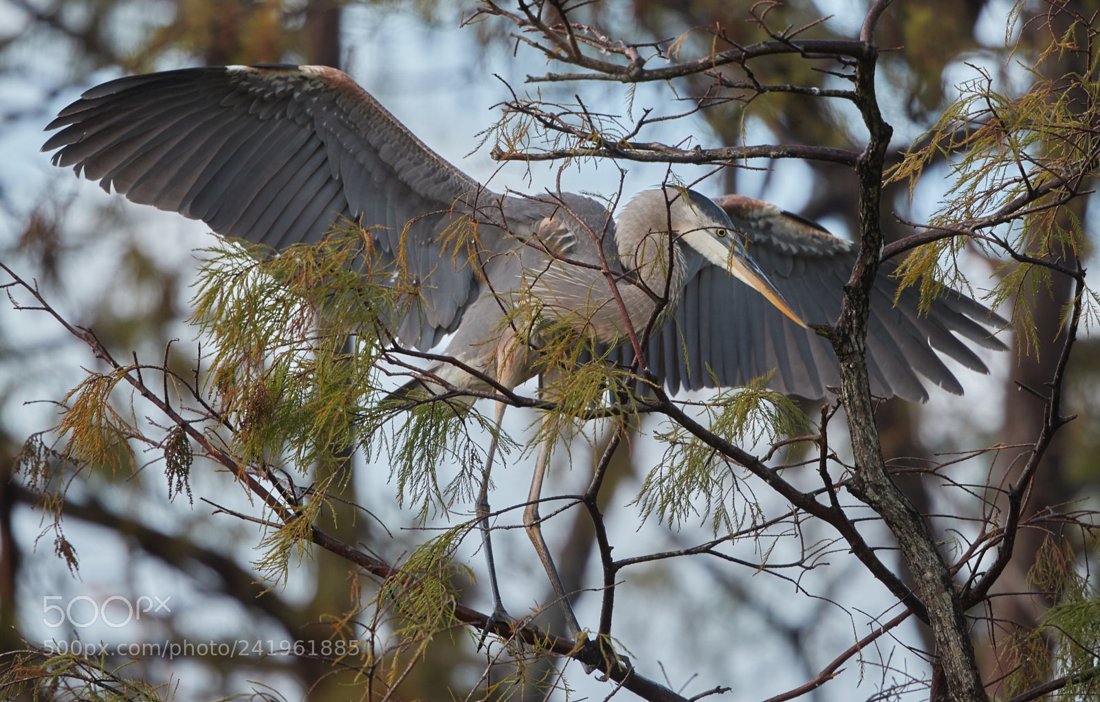 Canon EOS-1D X Mark II sample photo. 01-09-18-8679.jpg photography
