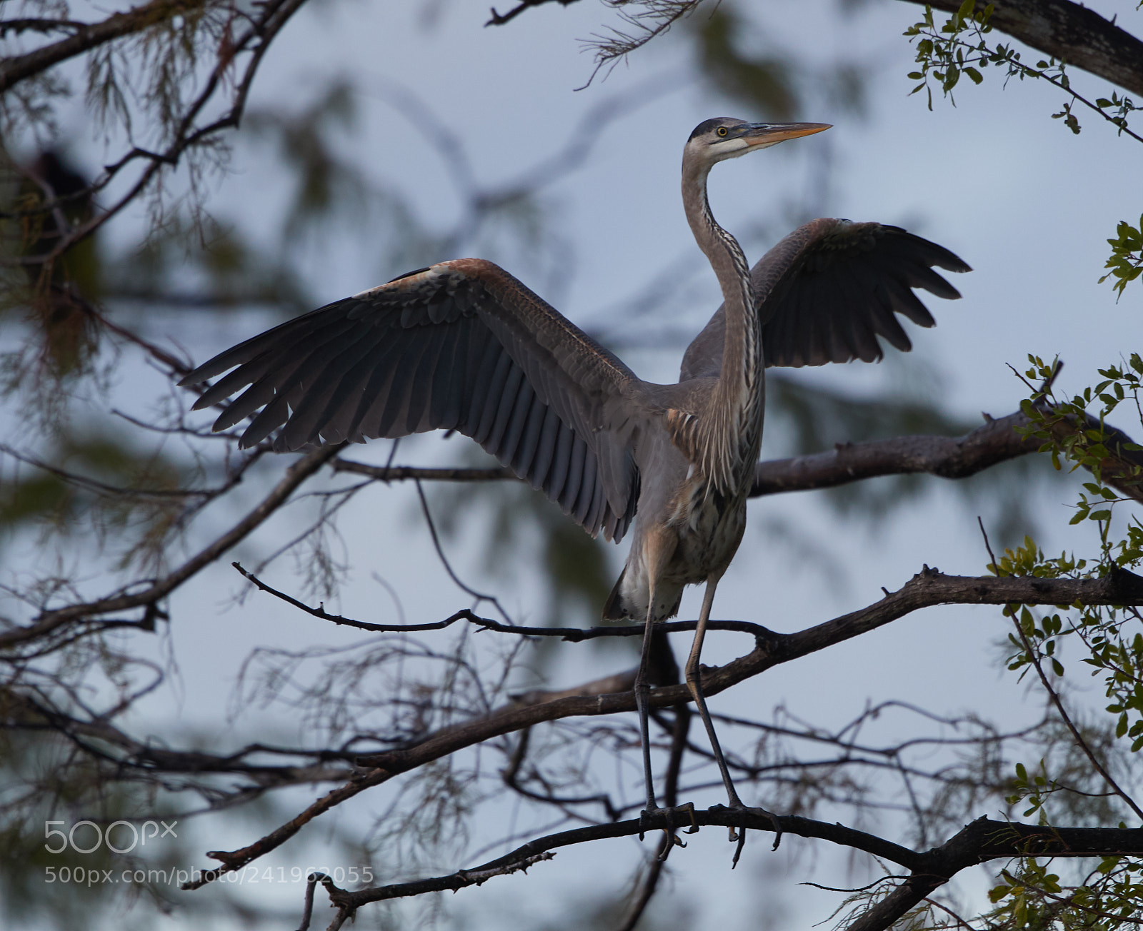 Canon EOS-1D X Mark II sample photo. 01-09-18-8695.jpg photography