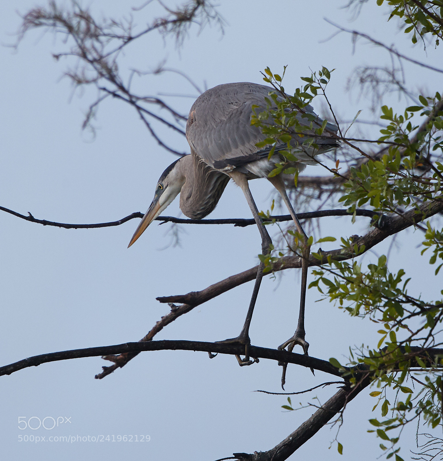 Canon EOS-1D X Mark II sample photo. 01-09-18-8704.jpg photography