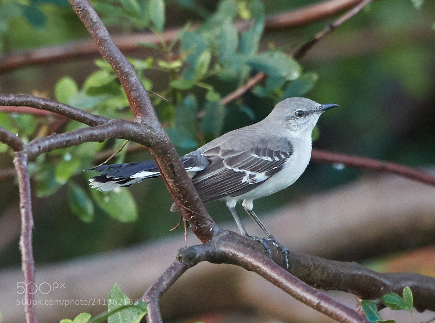 Canon EOS-1D X Mark II sample photo. 01-09-18-8708.jpg photography