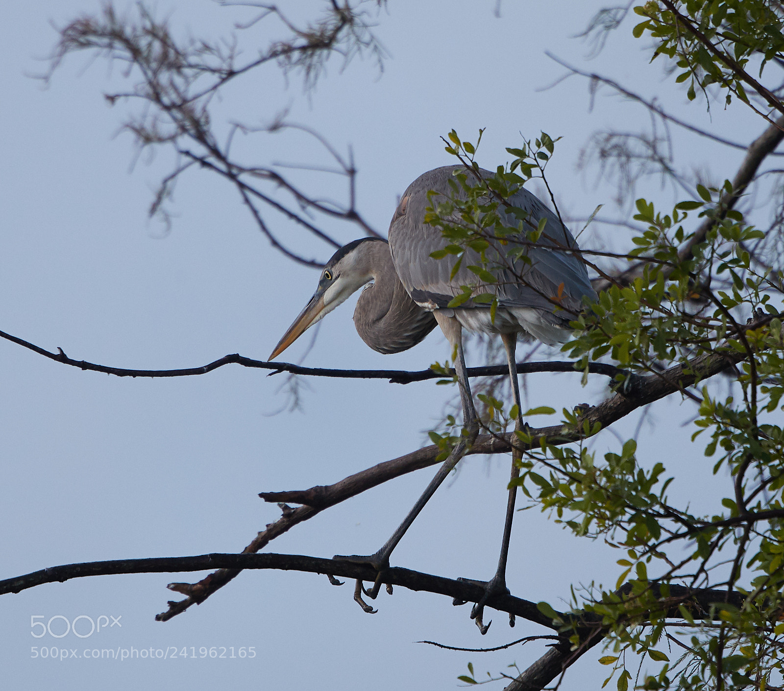 Canon EOS-1D X Mark II sample photo. 01-09-18-8709.jpg photography