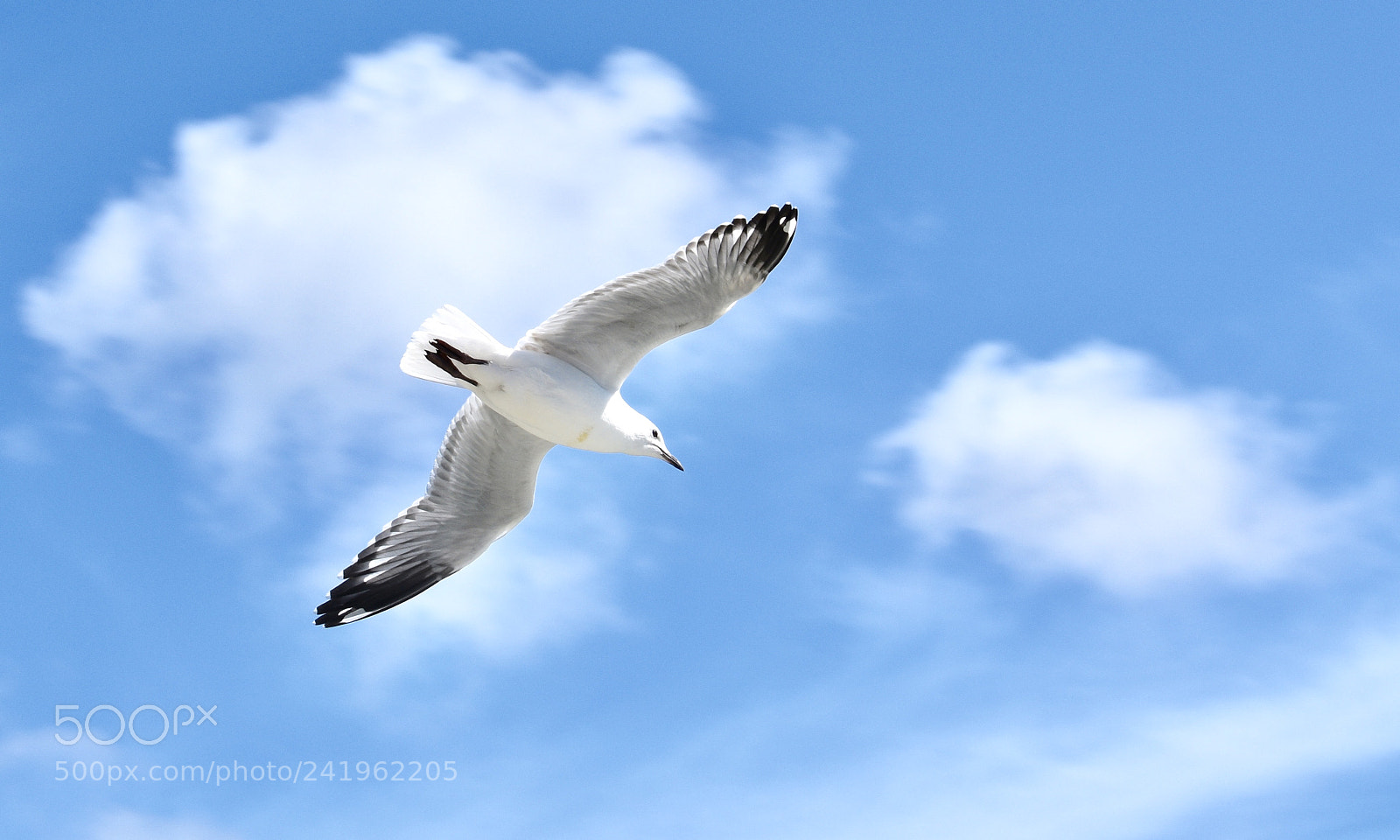Nikon D3400 sample photo. Seagull photography