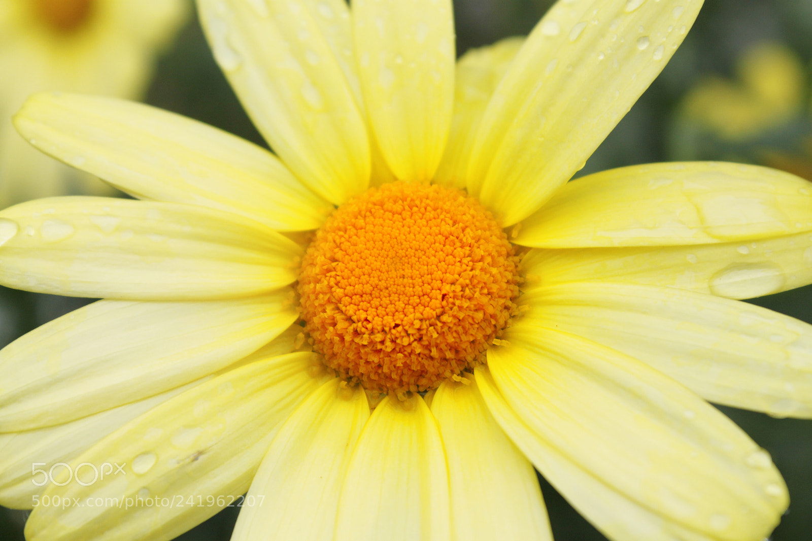 Canon EOS 500D (EOS Rebel T1i / EOS Kiss X3) sample photo. Flower in alaska photography