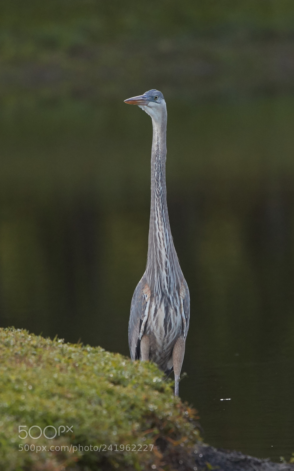 Canon EOS-1D X Mark II sample photo. 01-09-18-8739.jpg photography
