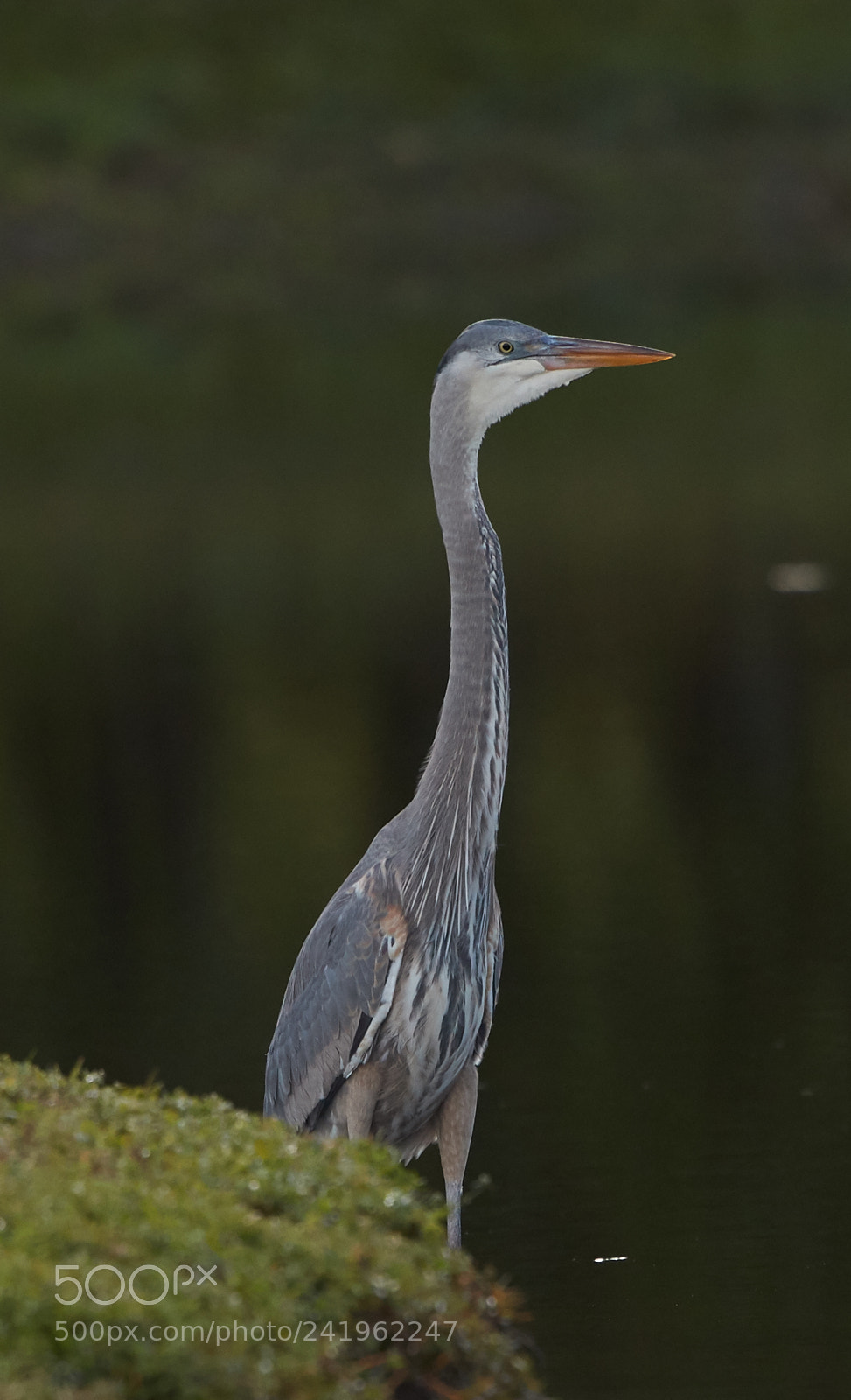 Canon EOS-1D X Mark II sample photo. 01-09-18-8755.jpg photography
