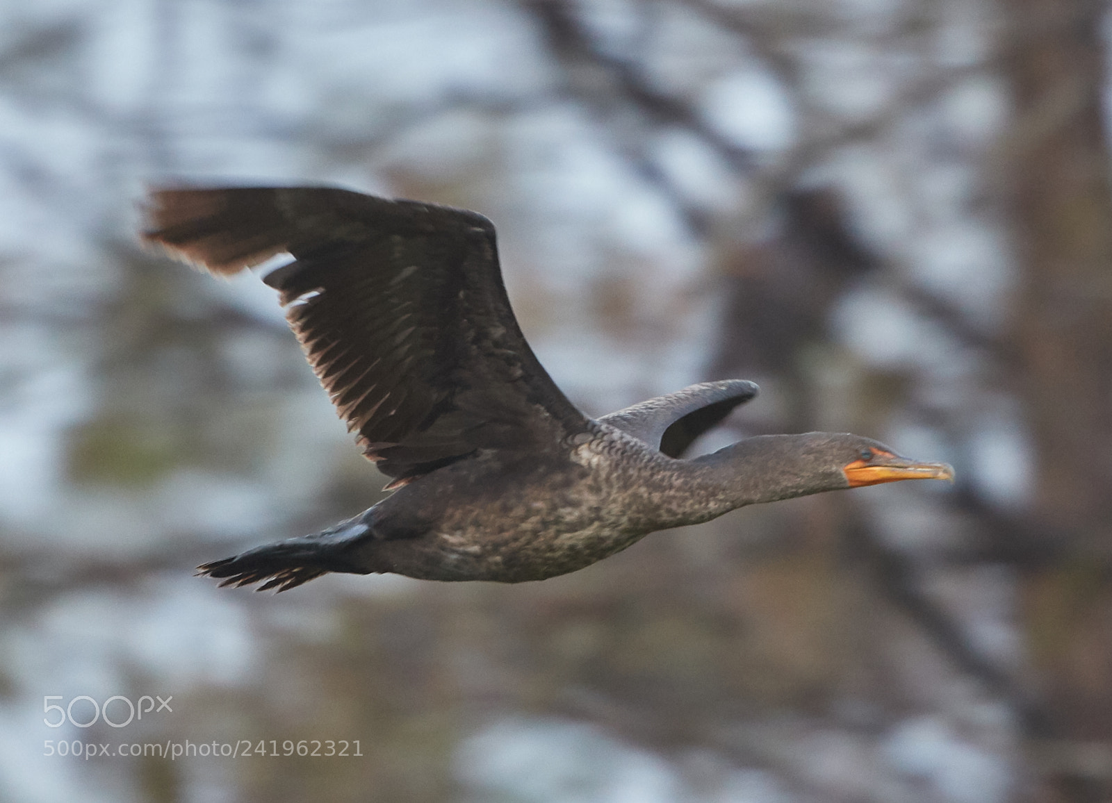 Canon EOS-1D X Mark II sample photo. 01-09-18-8794.jpg photography