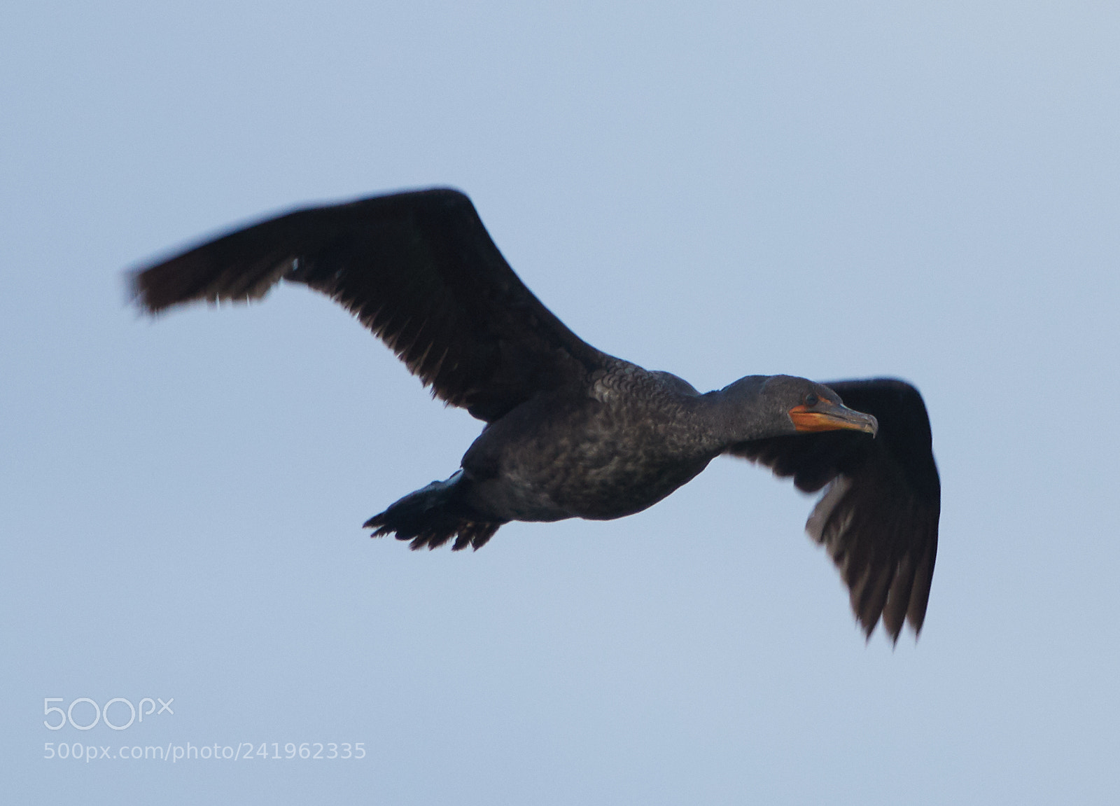 Canon EOS-1D X Mark II sample photo. 01-09-18-8795.jpg photography