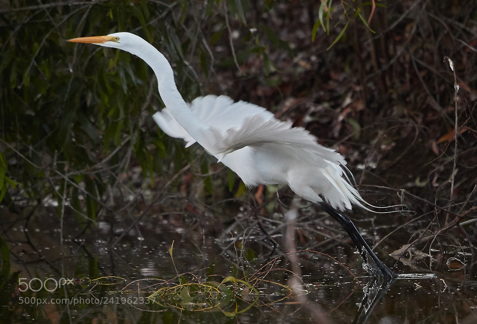 Canon EOS-1D X Mark II sample photo. 01-09-18-8797 1.jpg photography