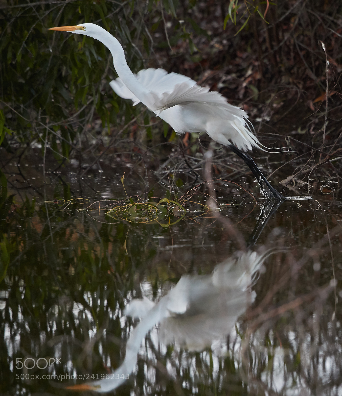 Canon EOS-1D X Mark II sample photo. 01-09-18-8797.jpg photography