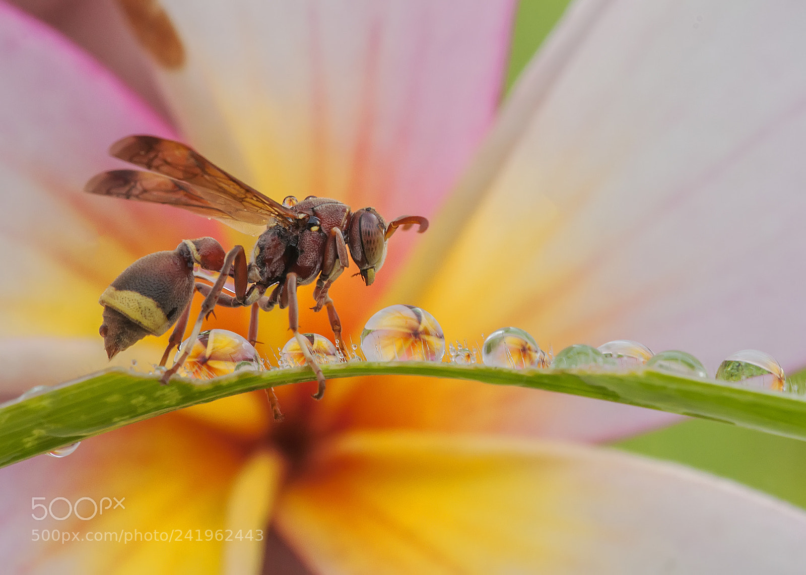 Nikon D90 sample photo. Insect, flower, dew, morning photography