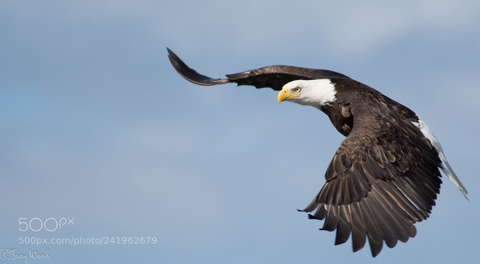 Nikon D7100 sample photo. Soaring vancouver island bald photography