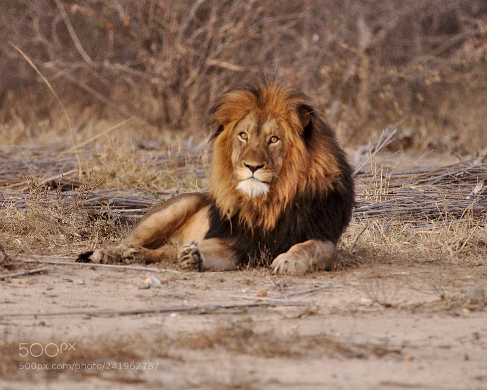 Canon EF 70-200mm F2.8L IS II USM sample photo. A lion photography