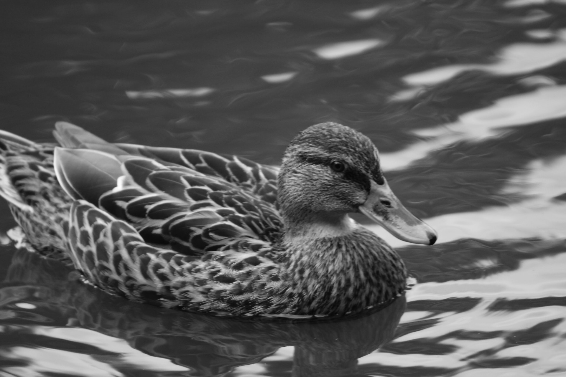 Canon EOS 1300D (EOS Rebel T6 / EOS Kiss X80) + EF75-300mm f/4-5.6 sample photo. Duck photography