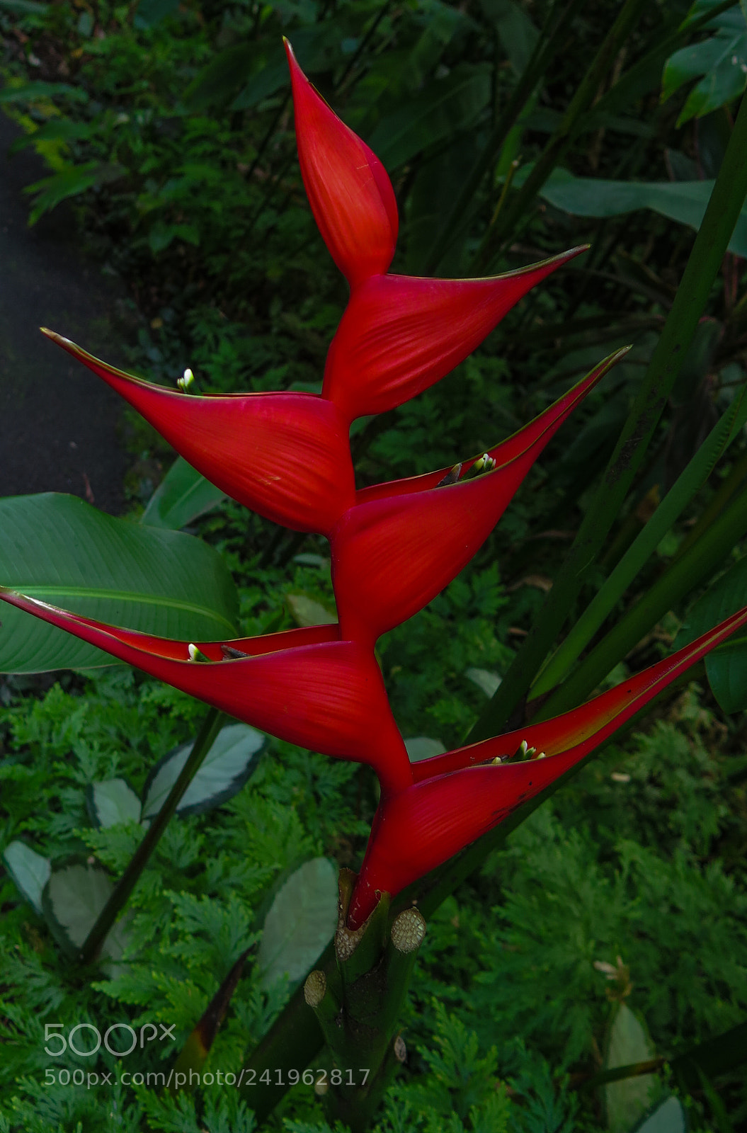 Canon PowerShot G16 sample photo. Tropical flower photography