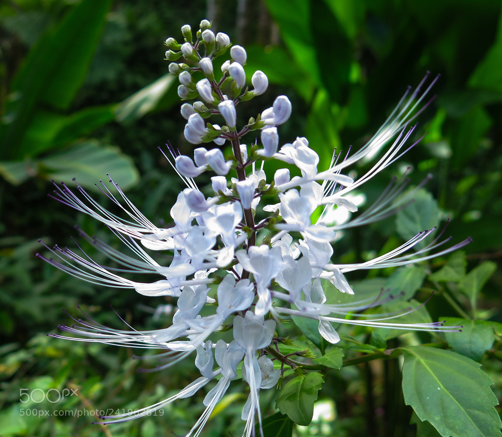 Canon PowerShot G16 sample photo. Tropical flower photography