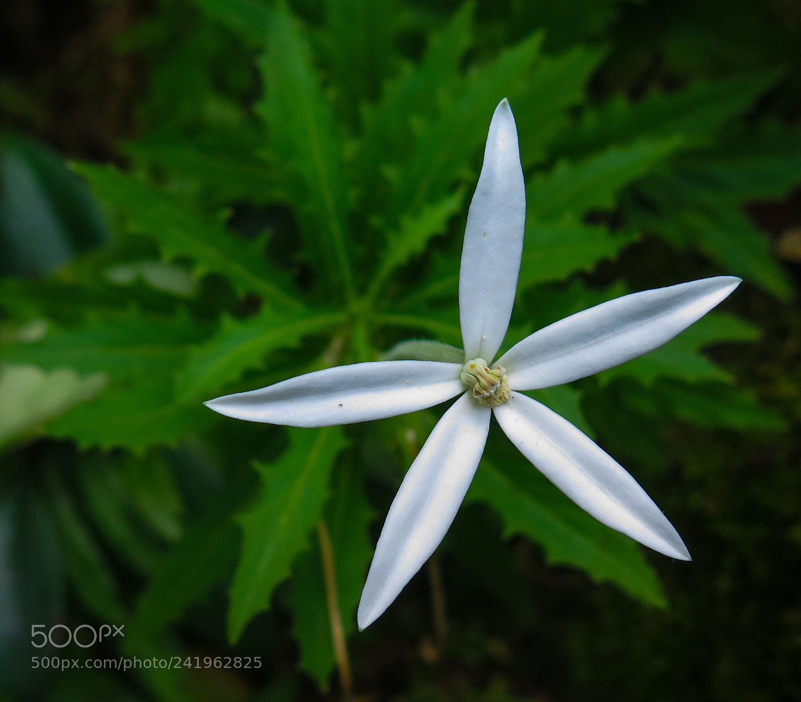 Canon PowerShot G16 sample photo. Tropical flower photography