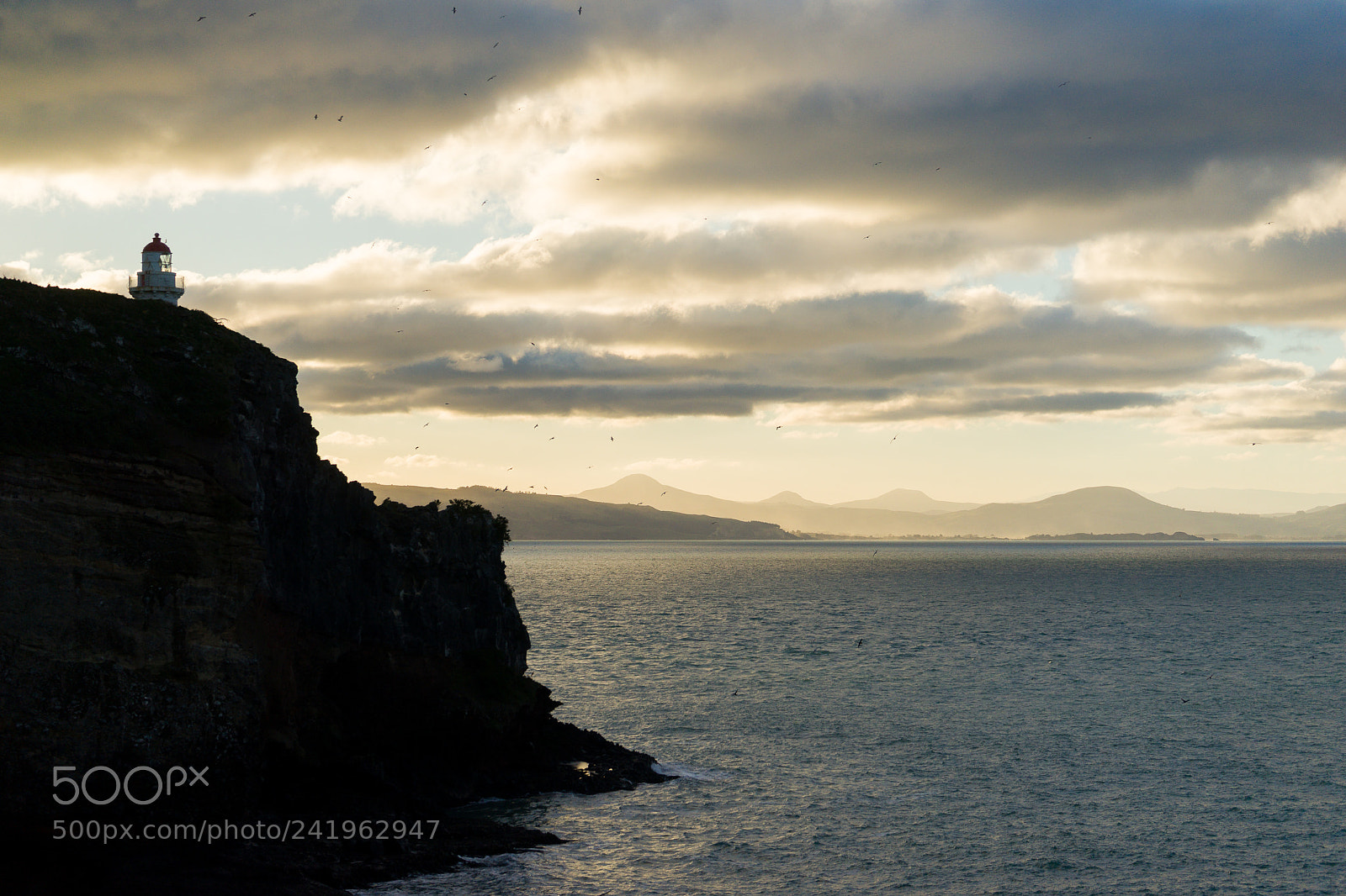 Sony a7 II sample photo. Taiaroa head photography