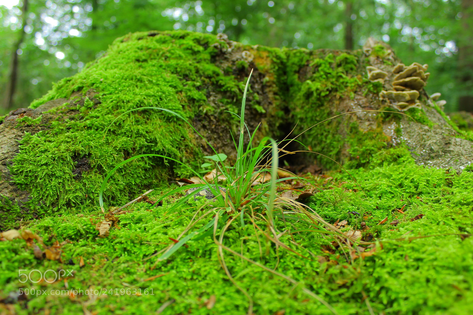 Canon EF-S 18-55mm F3.5-5.6 III sample photo. Mousse photography