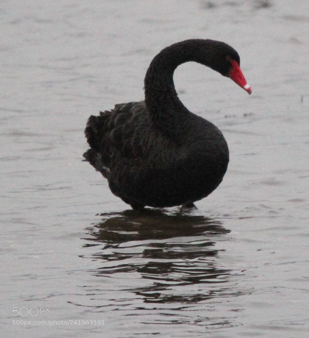 Canon EOS 1300D (EOS Rebel T6 / EOS Kiss X80) sample photo. Black swan out of photography