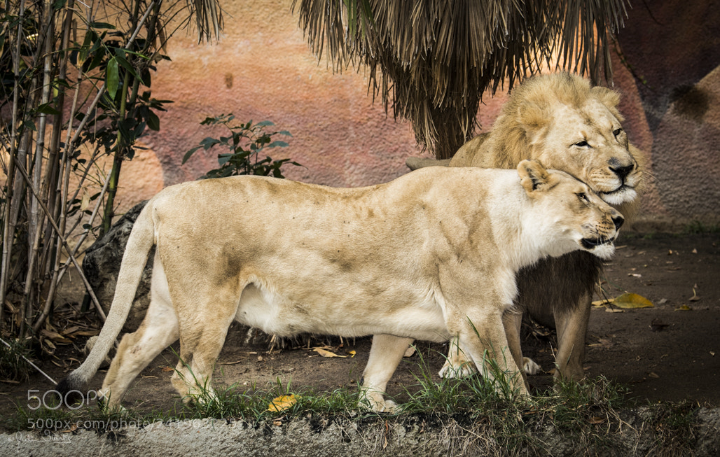 Nikon D5 sample photo. Los angeles zoo julian photography