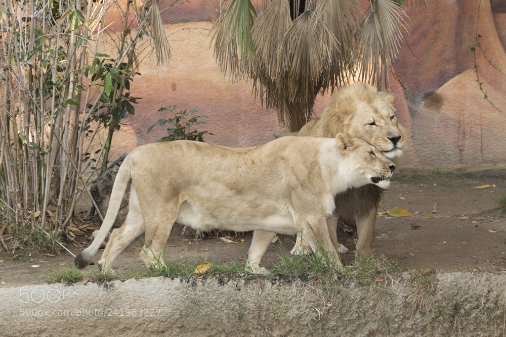 Nikon D5 sample photo. Los angeles zoo julian photography