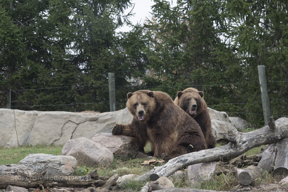 Nikon D5 sample photo. Columbus zoo julian starks photography