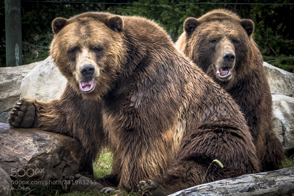 Nikon D5 sample photo. Columbus zoo julian starks photography