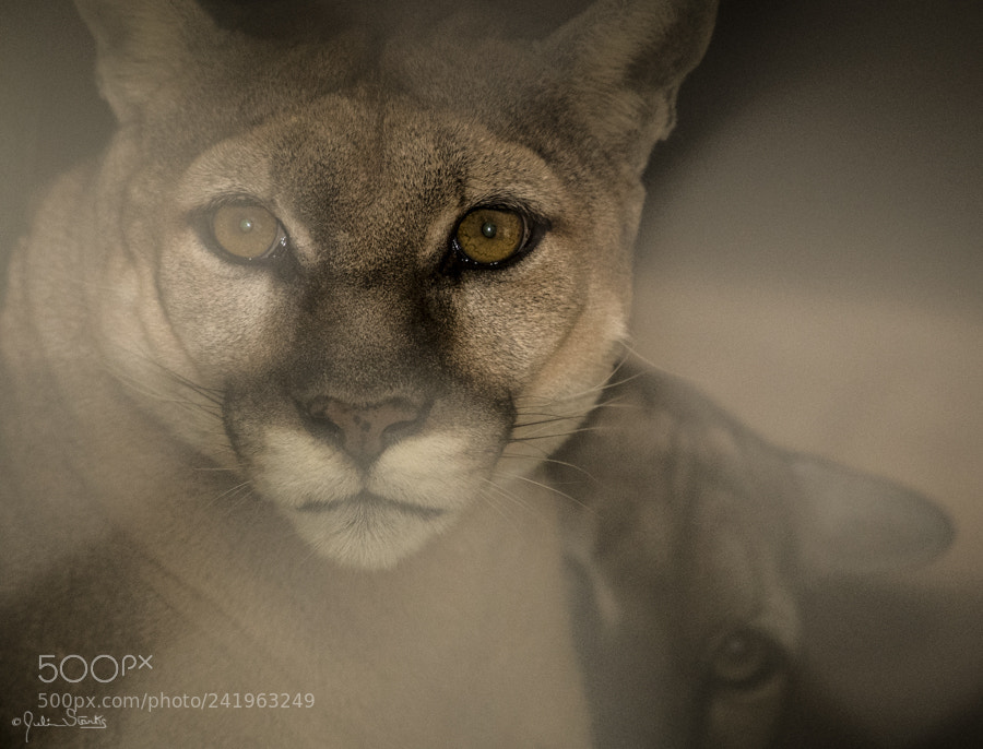 Nikon D5 sample photo. Wildlife waystation julian starks photography