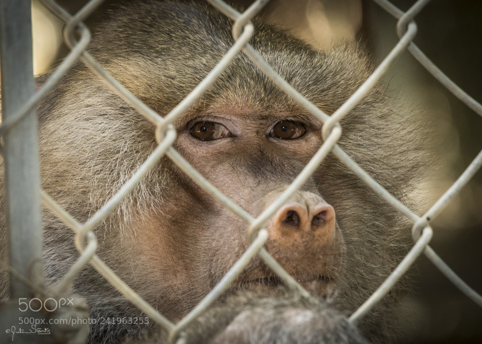 Nikon D5 sample photo. Wildlife waystation julian starks photography
