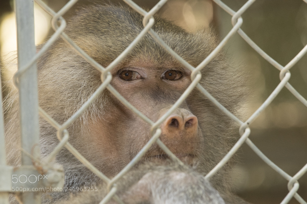 Nikon D5 sample photo. Wildlife waystation julian starks photography