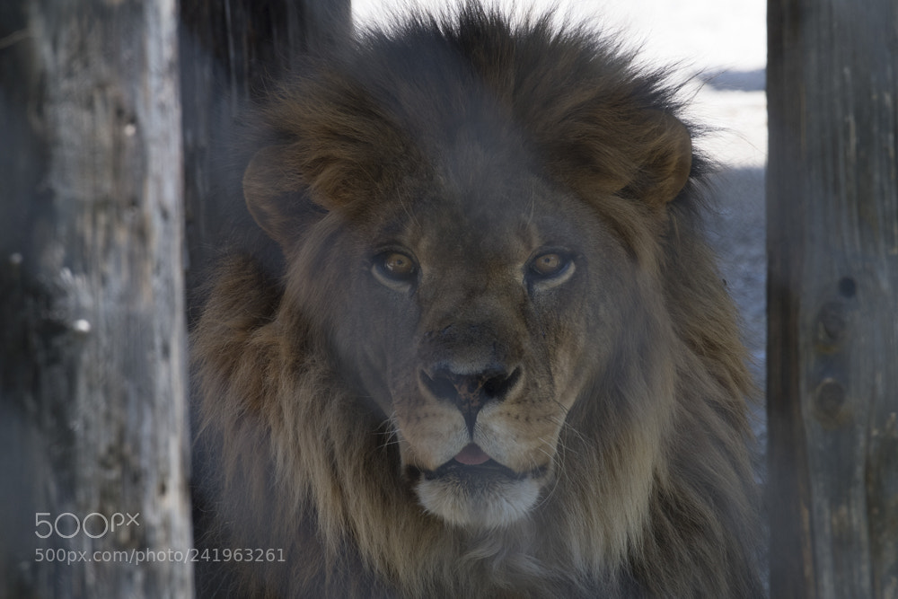 Nikon D5 sample photo. Shambala julian starks photography photography