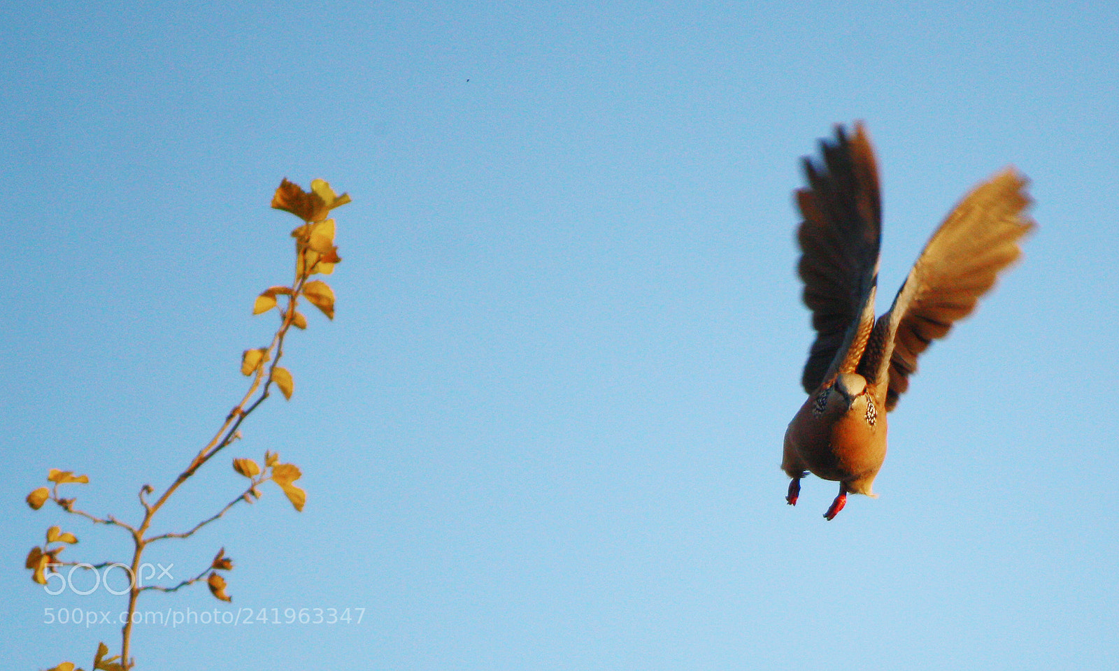 Canon EOS 1000D (EOS Digital Rebel XS / EOS Kiss F) sample photo. Flying bird dehradun canoneos1000d photography