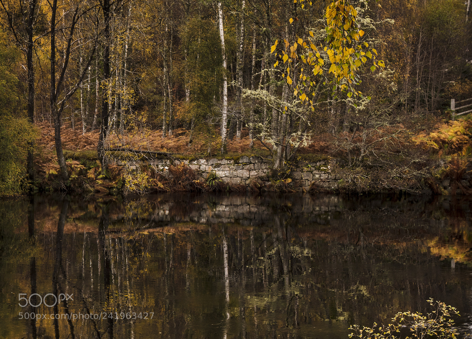 Canon EOS 5DS R sample photo. Scottish riverbank in autumn photography