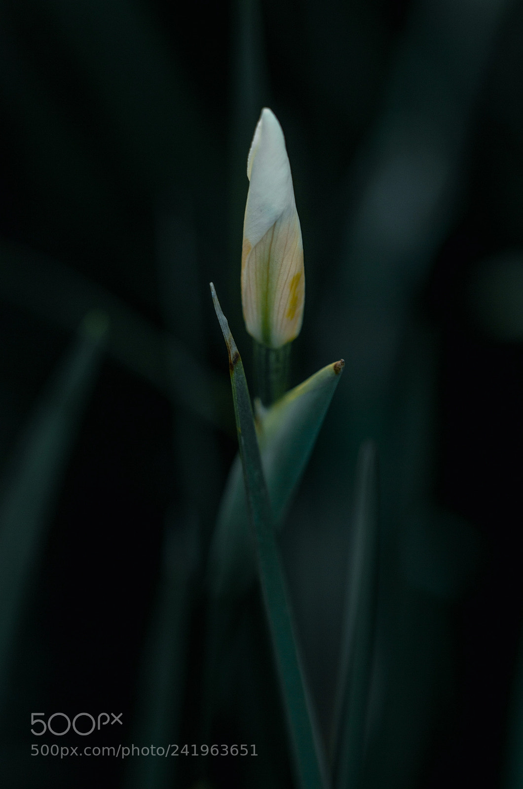 Canon EOS 600D (Rebel EOS T3i / EOS Kiss X5) sample photo. Img photography