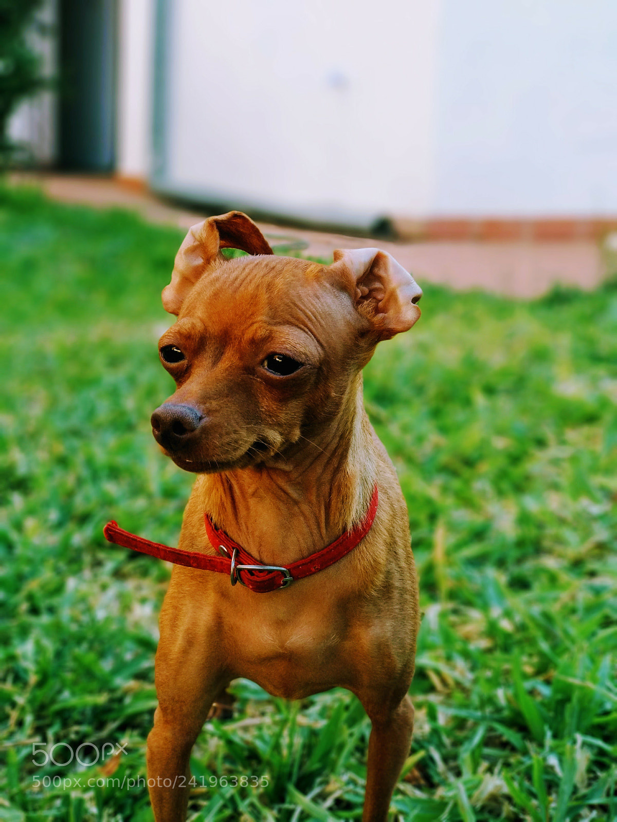 Xiaomi Mi A1 sample photo. Pinsher mini photography