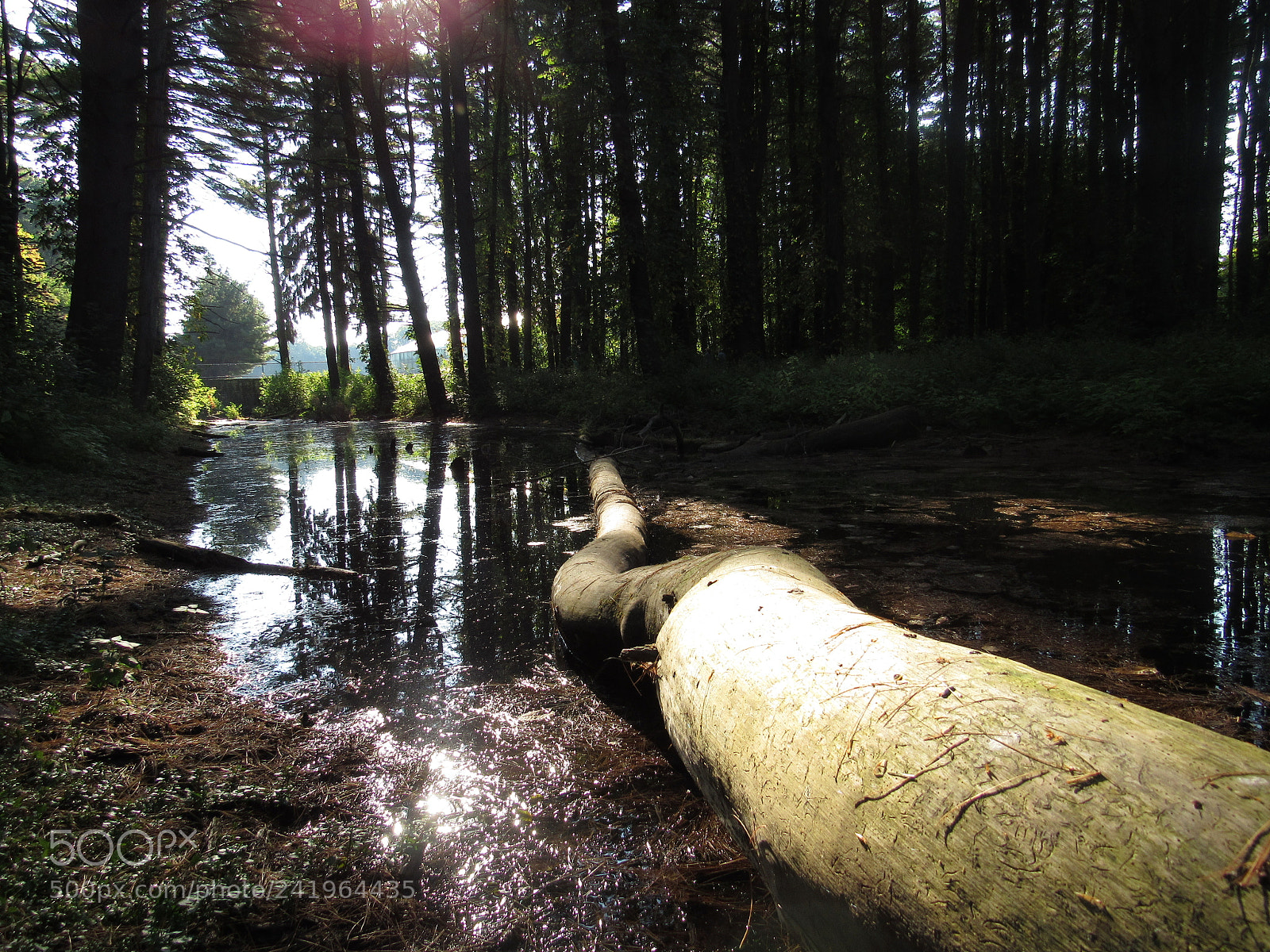 Canon PowerShot SX530 HS sample photo. Img photography