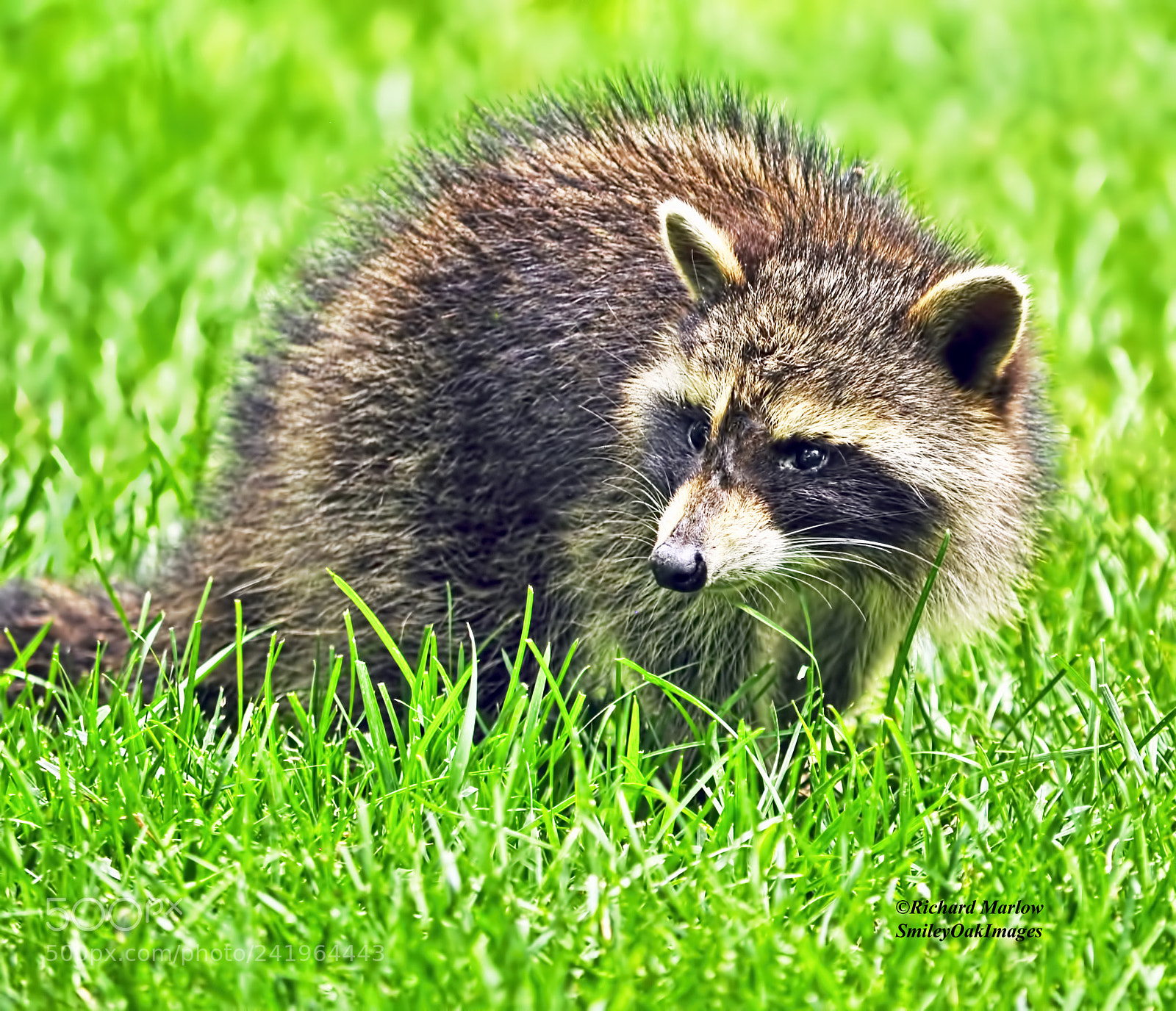 Nikon D5000 sample photo. Raccoon in the grass photography