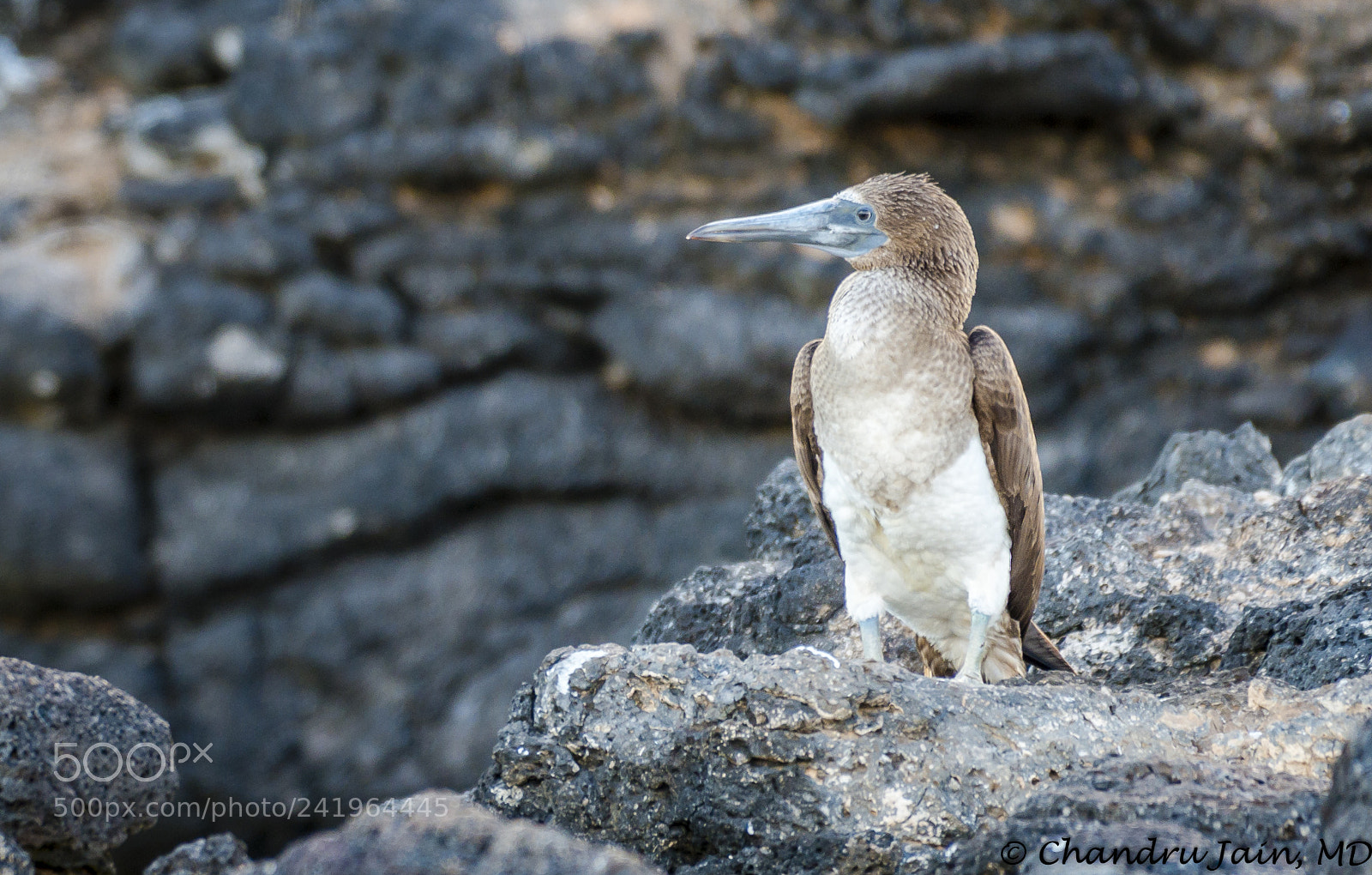 Nikon D800 sample photo. Juvenile blue footed booby photography