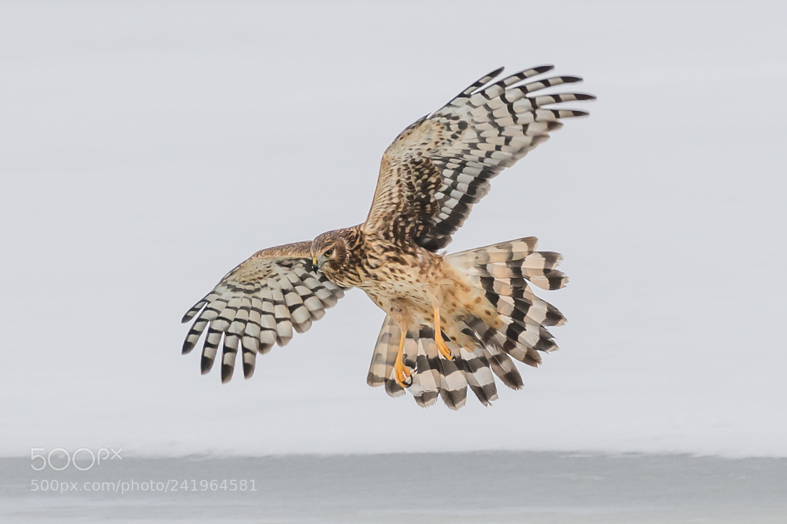 Nikon D850 sample photo. Goshawk photography