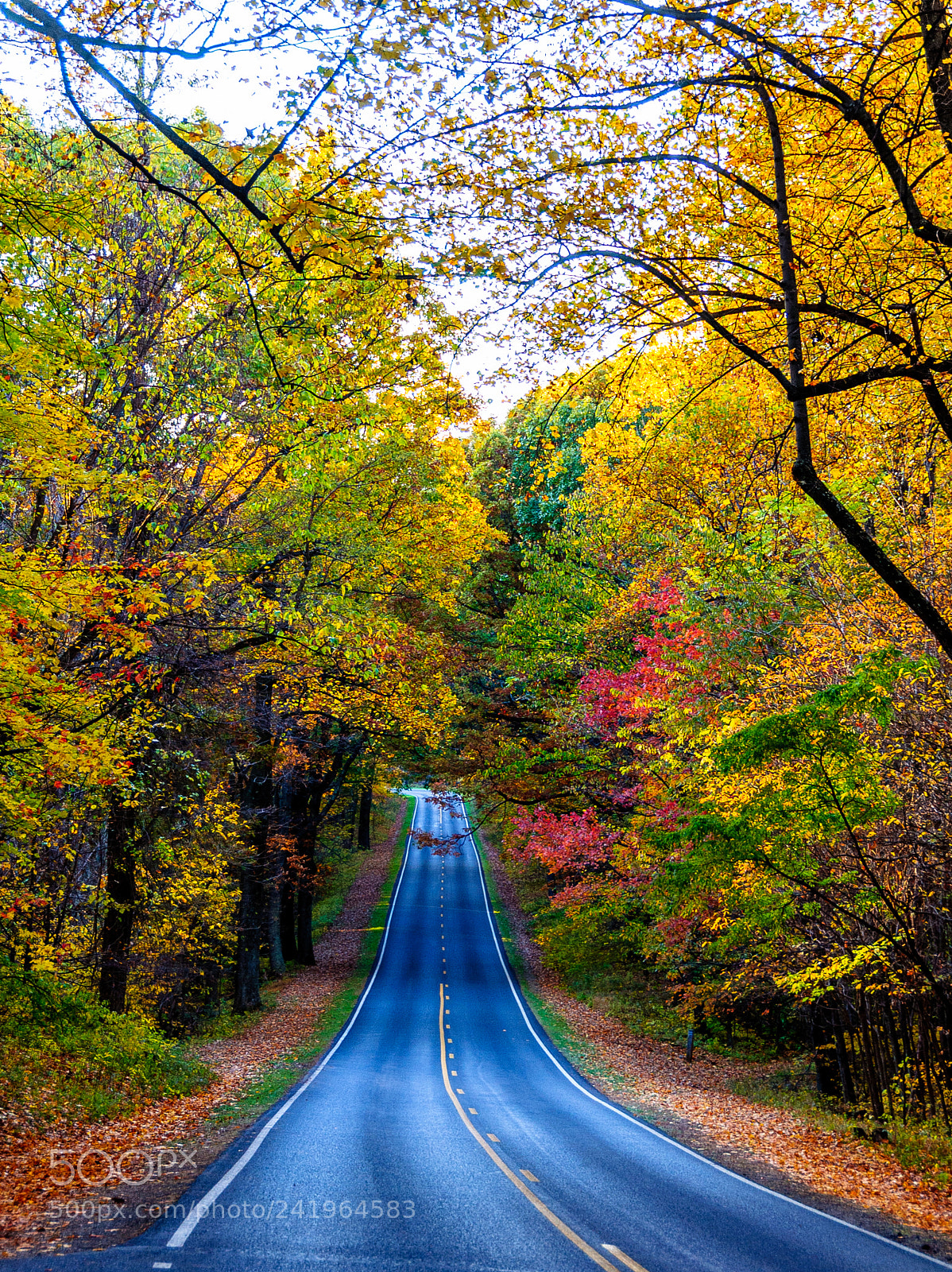 Nikon D90 sample photo. Fall colors photography