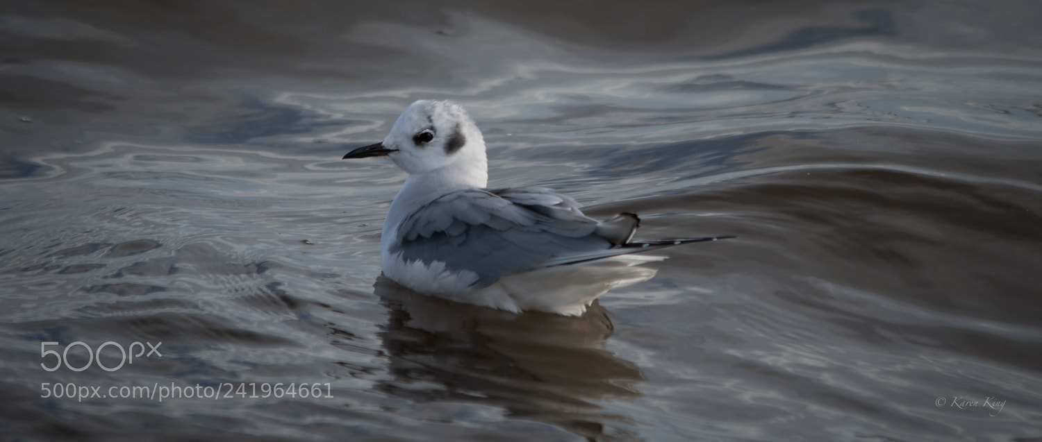 Nikon D500 sample photo. Bonaparte's gull photography
