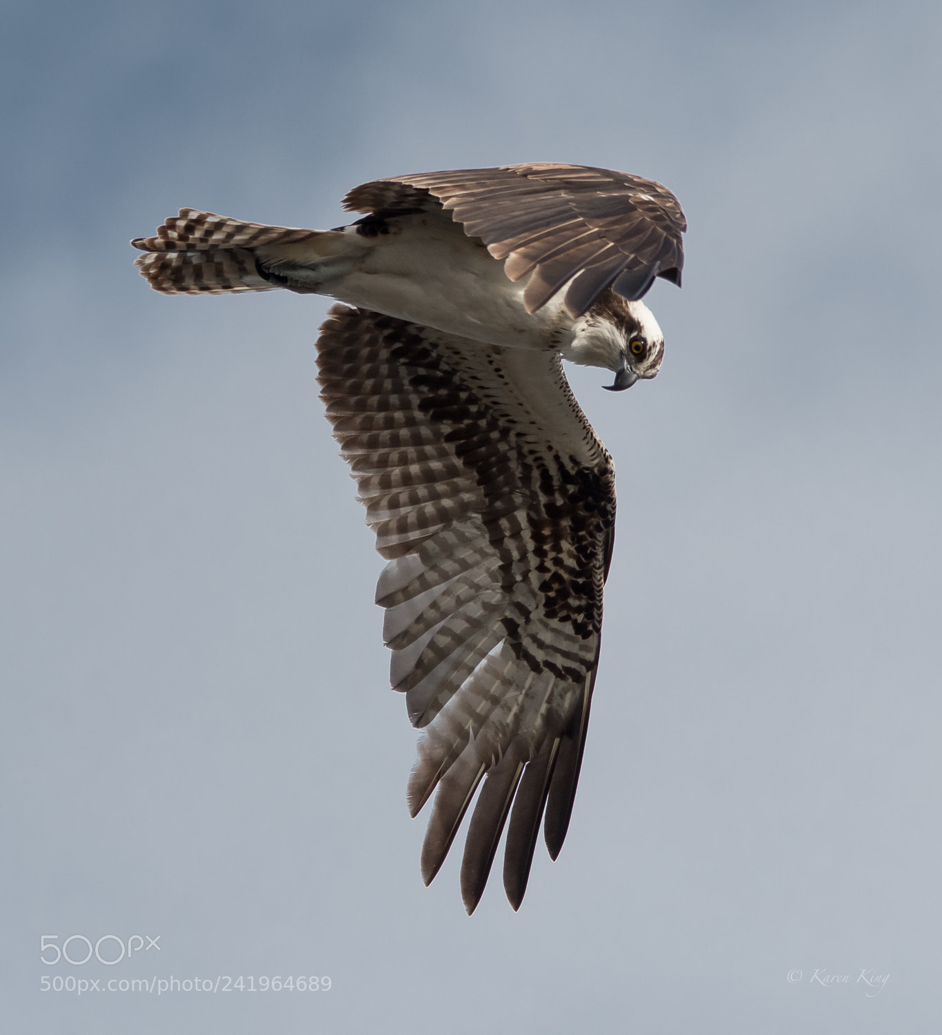 Nikon D500 sample photo. Osprey hovering photography