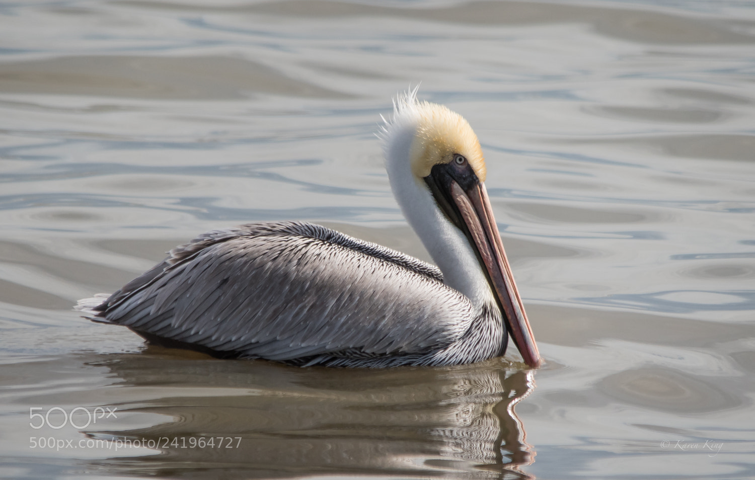 Nikon D500 sample photo. Pelican photography