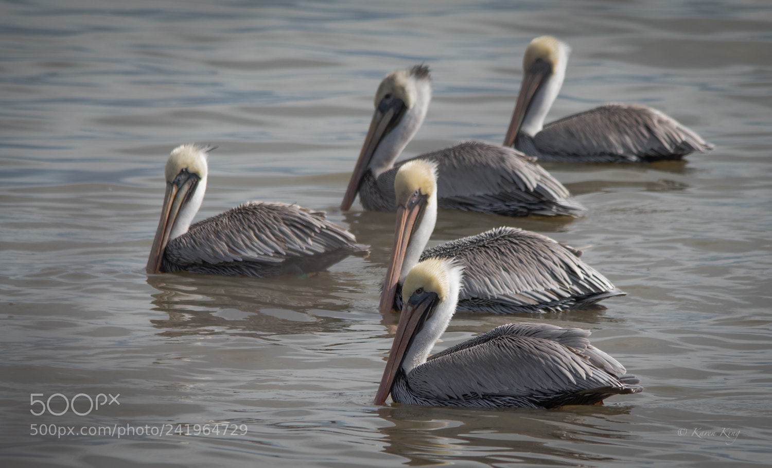 Nikon D500 sample photo. Brown pelicans photography