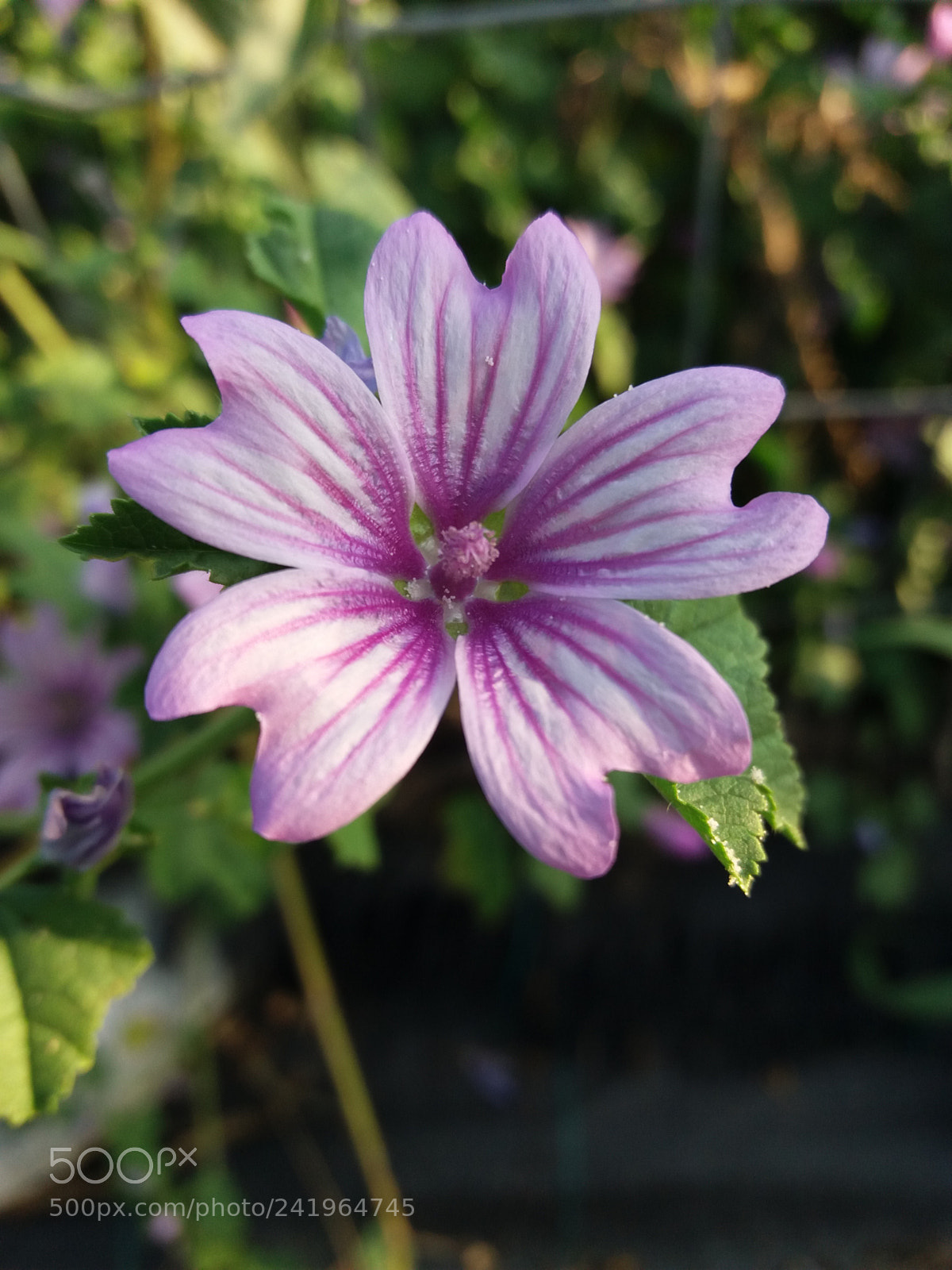 Samsung Galaxy J5(2016) sample photo. Deeper pink photography