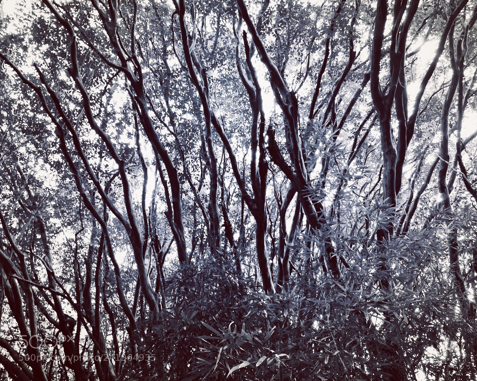 Apple iPhone 6 Plus sample photo. Tree branches in black photography